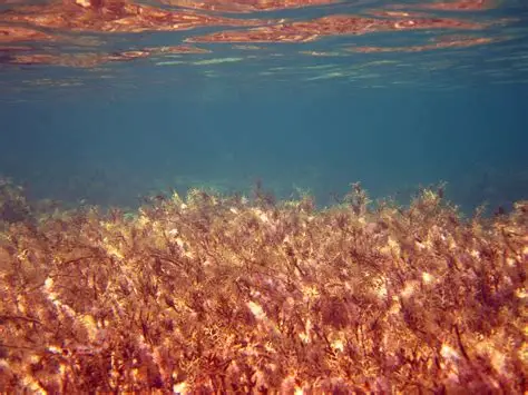 2023 marcó hito alarmante de calor marino sin precedentes