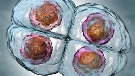 Japón aprueba creación de embriones humanos con Células iPS