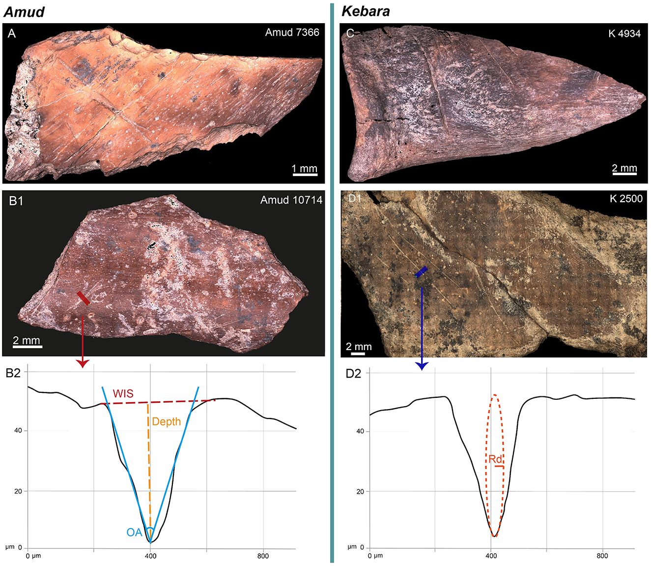 Imgenes que muestran las diferencias entre los huesos encontrados en la cueva de Amud y la cueva de Kebara.