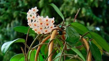 Cuál es la planta de interior con flores perfumadas que casi no necesita cuidados Cuál es la planta de interior con flores perfumadas que casi no necesita cuidados