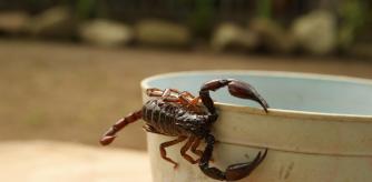 Aumentan los escorpiones en casas de Texas con la llegada del otoño. Pixabay