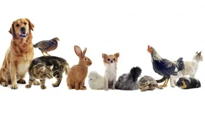 Qué animal fuiste en otra vida, según tu fecha de nacimiento