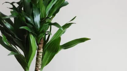 Cómo regar el palo de agua para que crezca fuerte y sano en primavera