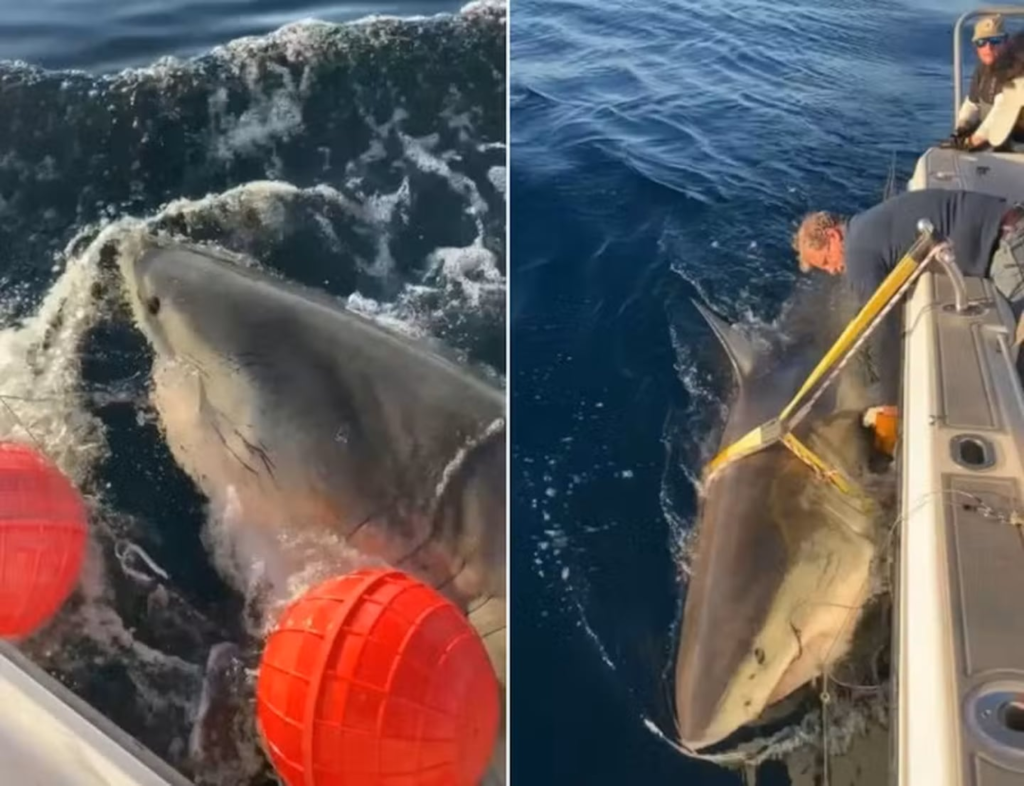 Reapareció el tiburón blanco más grande del Atlántico en aguas frías