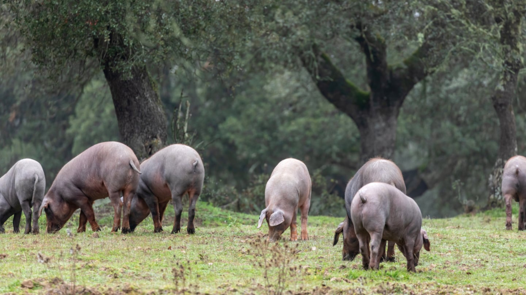Tradición medieval: cientos de cerdos son liberados en el bosque en Inglaterra para evitar la muerte de ponis y ganado
