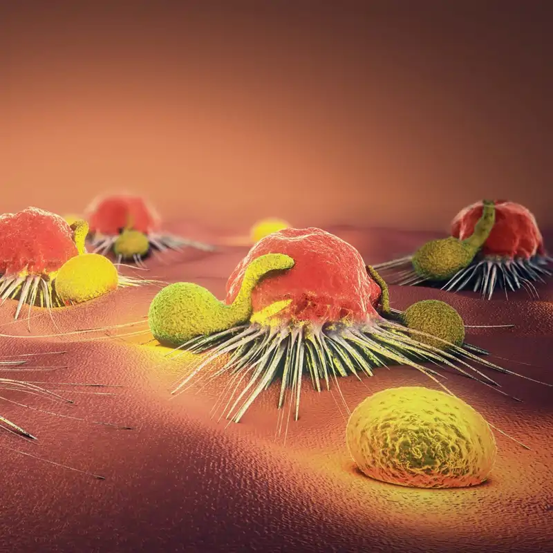 Linfocitos atacando a células cancerosas