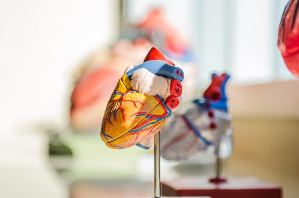 Genes, moléculas y proporciones para regenerar el corazón