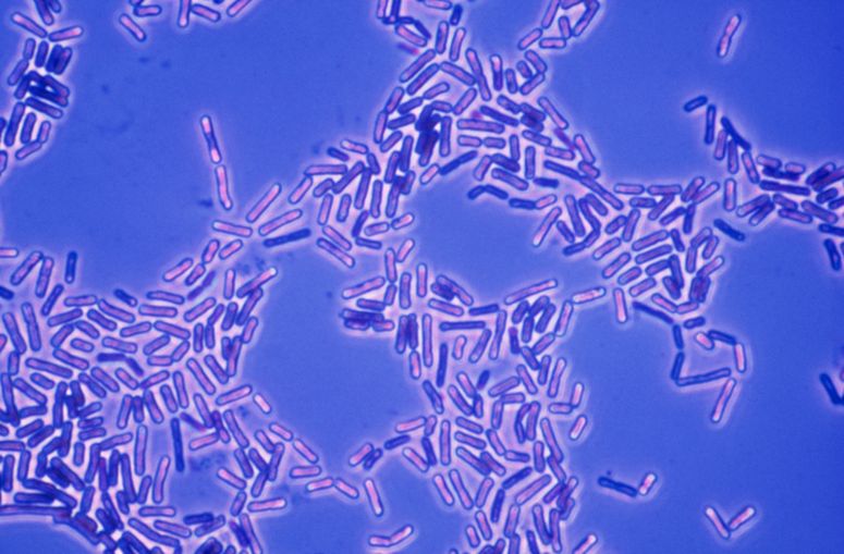 Bacteria del género Bacili en una fotografía con microscopio. 