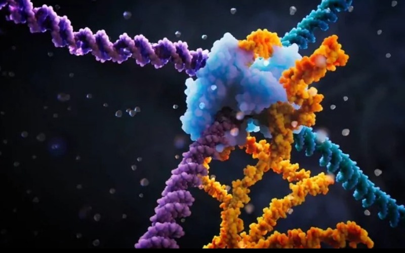 Investigadores identifican una nueva enzima con prometedoras aplicaciones en edición genética